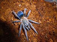 Pseudhapalopus sp blue