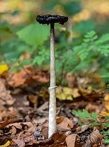 Schopf-Tintling (Coprinus comatus)-20191017-RM-153349