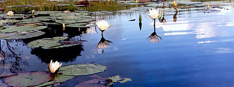 Végétation du delta de l'Okavango.