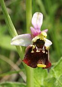 Ophrys holoserica