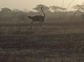 Waza National Park, Far North Province, Cameroon