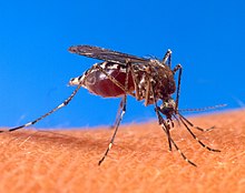 Комарец „Aedes aegypti“ сликан одблиску како убодува човечка кожа