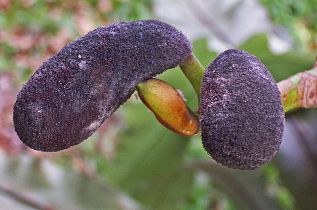 rotten male flower