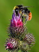 Bombus lapidarius