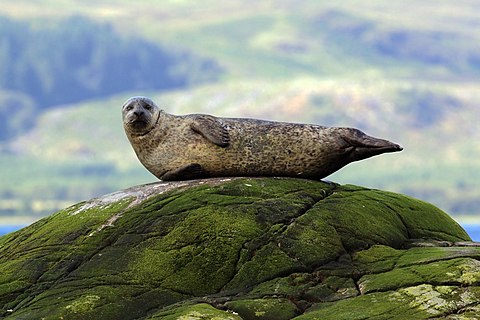 Harbor seal