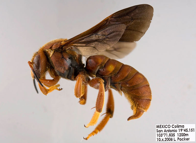 File:Dianthidium macrurum Male.jpg