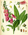 Digitalis purpurea do Franz Köhler vẽ.