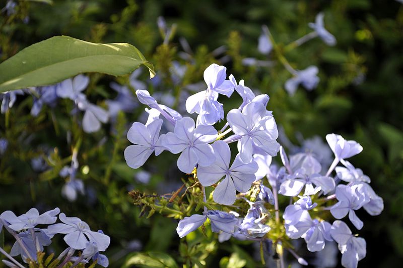 File:Flowers in Bergville (15977566969).jpg