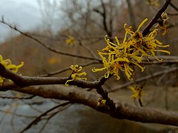 Hamamelis virginiana