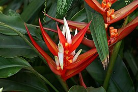 Heliconia angusta 1zz.jpg