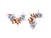 1ygr: Crystal structure of the tandem phosphatase domain of RPTP CD45