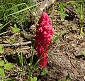 Snow Plant