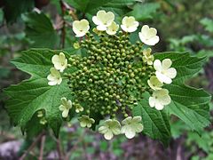 Fleurs de Viorne obier