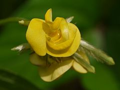 Detalle flor