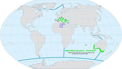 Répartition du genre Posidonia