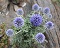 Ruthenische Kugeldistel (Echinops ritro)