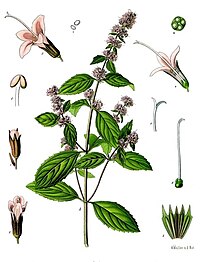 Pipirmėtė (Mentha x piperita)