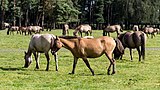 Wildpferde im Merfelder Bruch