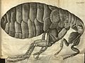 Robert Hooke illustratsioon kirbust (1665)