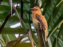 Attila cinnamomeus - Cinnamon Attila; Caxias, Maranhão, Brazil.jpg