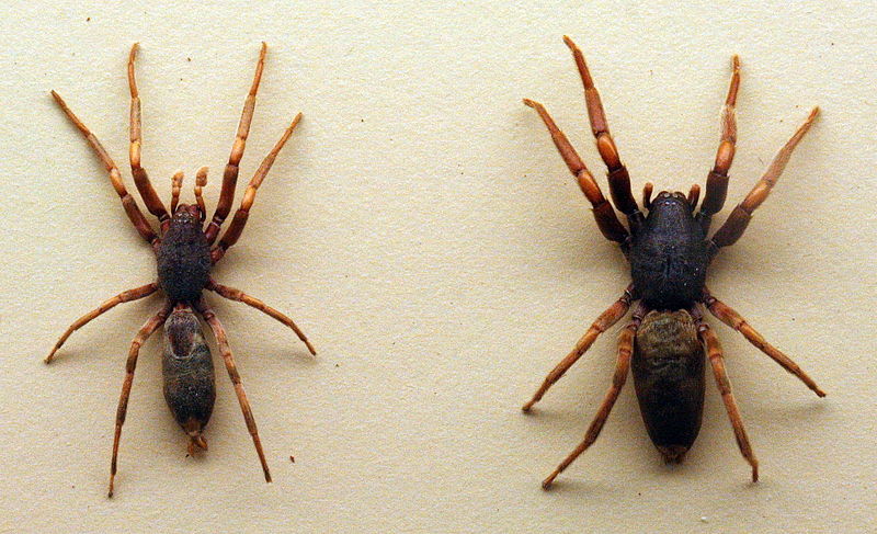 File:AustralianMuseum spider specimen 56.JPG