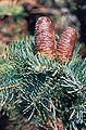 Foliage with cones