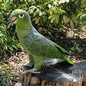 Amazona farinosa no parque temático Jungle Island, em Miami, nos Estados Unidos