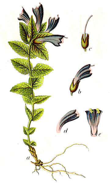 File:Bartsia alpina Sturm57.jpg