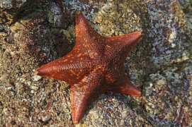 Asterina miniata, una Asterinidae