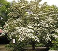 shrub, flowers, var. chinensis