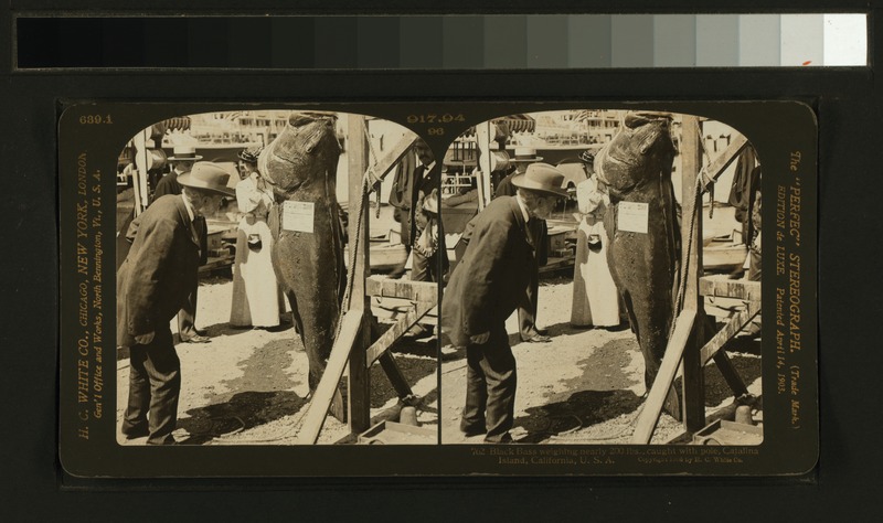 File:Black Bass weighing nearly 200 lbs, caught with pole, Catalina, California, U.S.A (NYPL b11707289-G89F364 059F).tiff