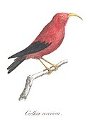 Drepanis coccinea