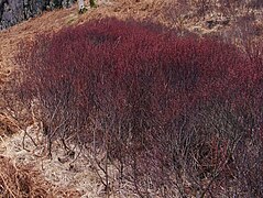 Dwarf birch trees (betula nana) - geograph.org.uk - 1761249.jpg