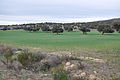 Encines na Sierra de les Yemes