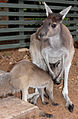 Nyugati szürke óriáskenguru (Macropus fuliginosus)