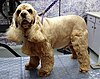 "A long eared Spaniel dog with golden fur looks towards the camera, it is being held on a purple lead with white paw prints."