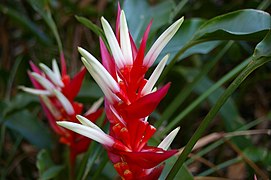 Heliconia angusta, Mt Coot-tha Botanic Gardens, Toowong IMGP0059.jpg