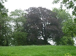 Tumulus van Herderen