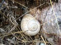 Iberus gualterianus alonensis