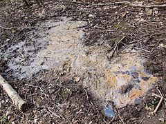 A patch of mud in Mud in Tourula, Jyväskylä