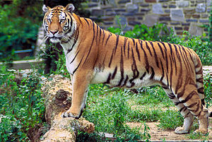 tigre