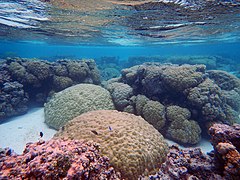 Porites and Acropora corals in American Samoa.jpg