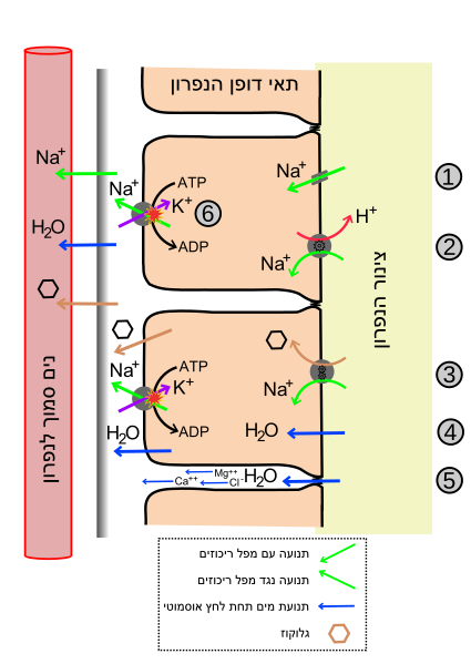 File:Reabsorption.svg