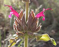 Salvia spathacea