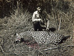 Unidentified man with rifle posing with dead jaguar.jpg