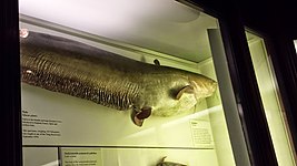 Former British Record Wels Catfish 1970