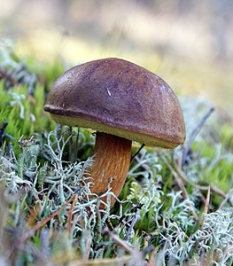 Xerocomus badius (Bay Bolete)