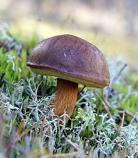 A young bay bolete