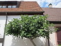 Feigenbaum in Speyer