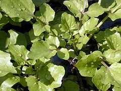 Nasturtium microphyllum, akvokreso.